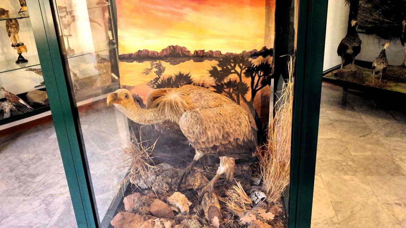 Museo Mandralisca - buitre leonado