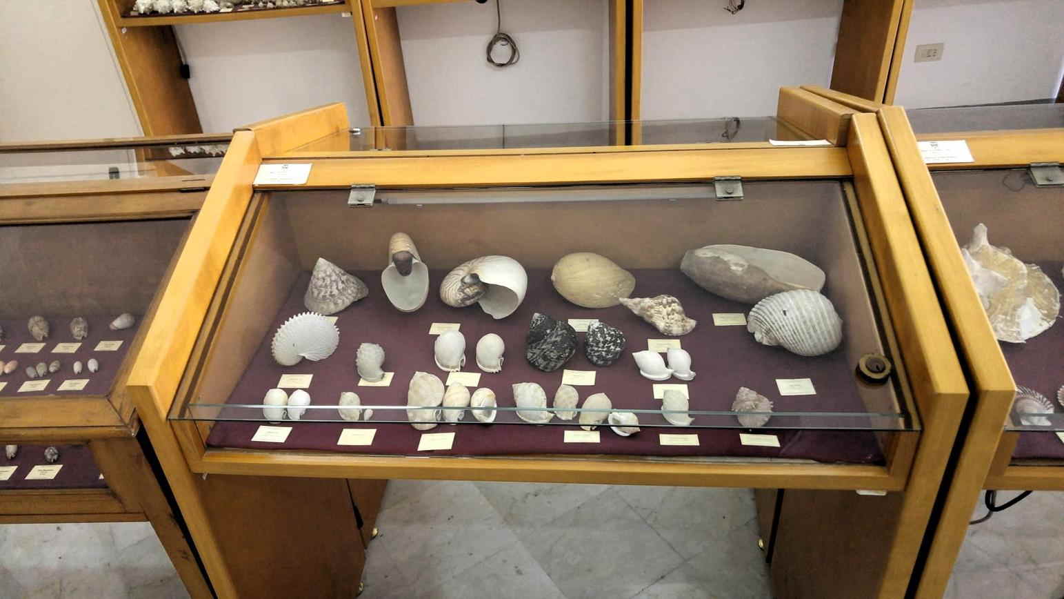 Museo Mandralisca - Caracolas de tierra