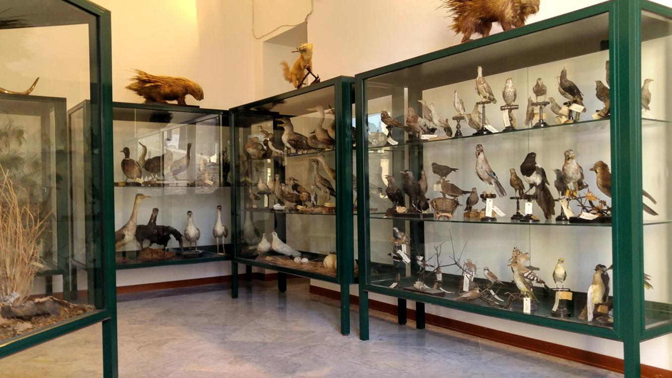 Museo Mandralisca - Aves de las Madonías