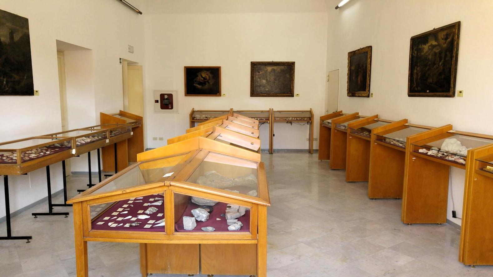 Museo Mandralisca - sección de malacología