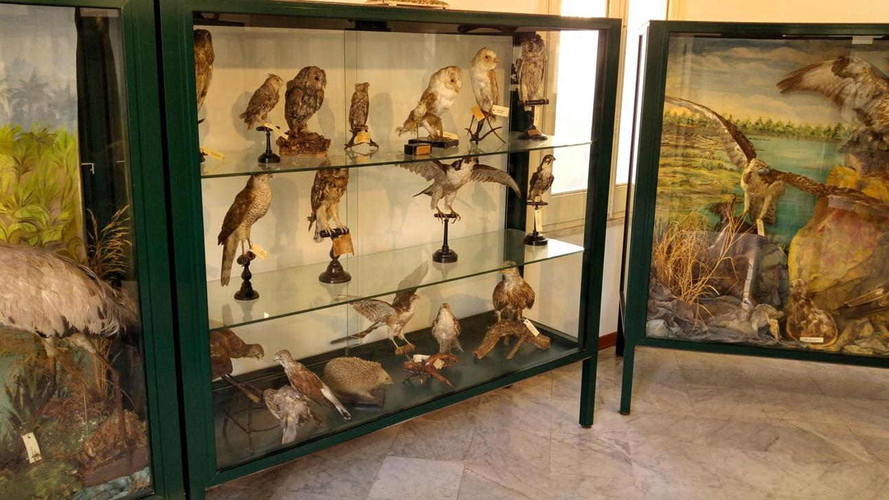 Museo Mandralisca - aves rapaces de Sicilia