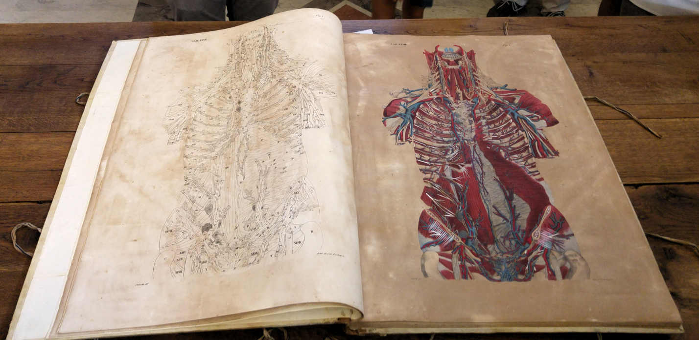 Biblioteca Comunale di Palermo in Casa Professa - dibujos de anatomía humana 1
