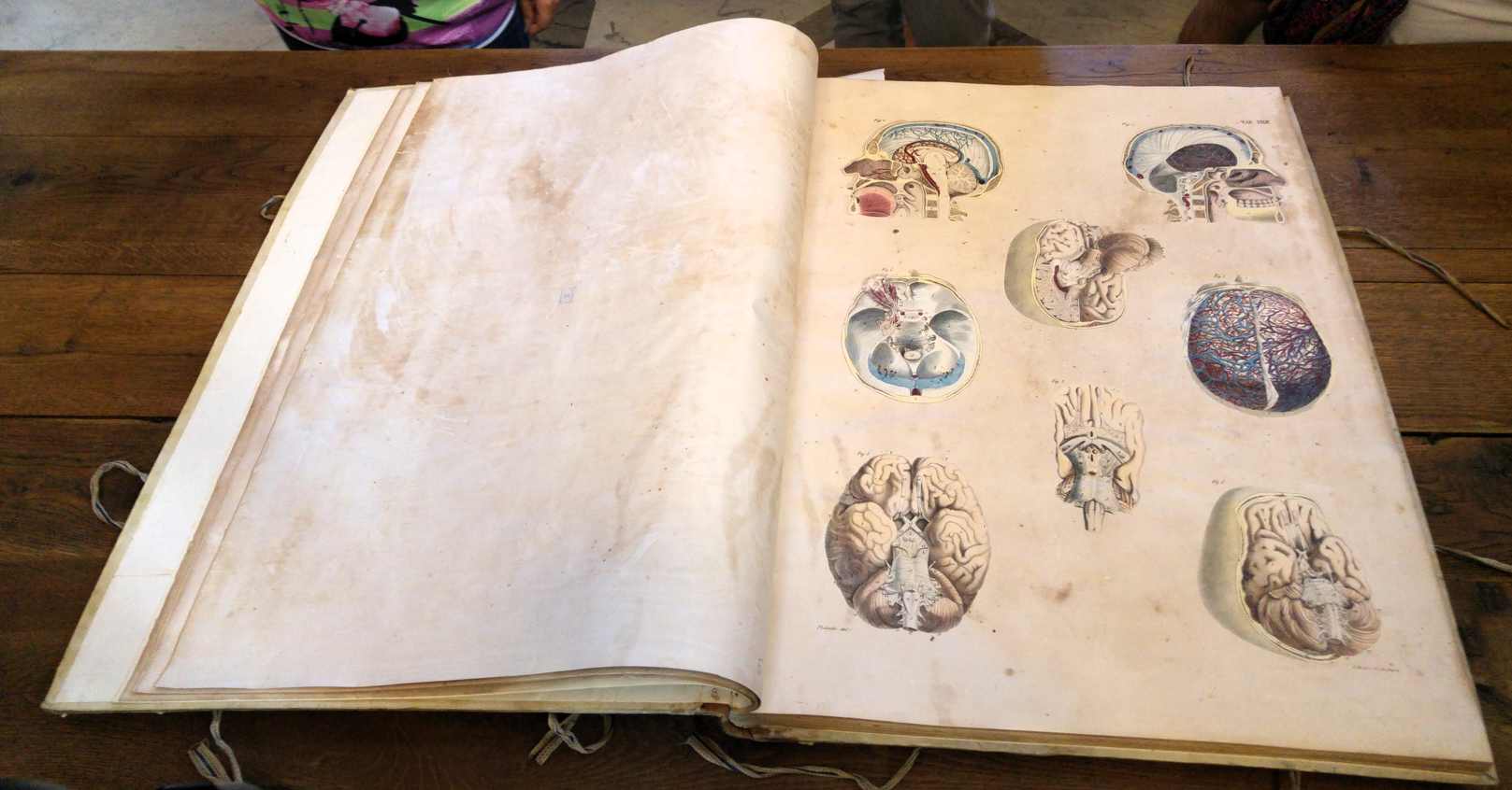 Biblioteca Comunale di Palermo in Casa Professa - dibujos de anatomía humana 2