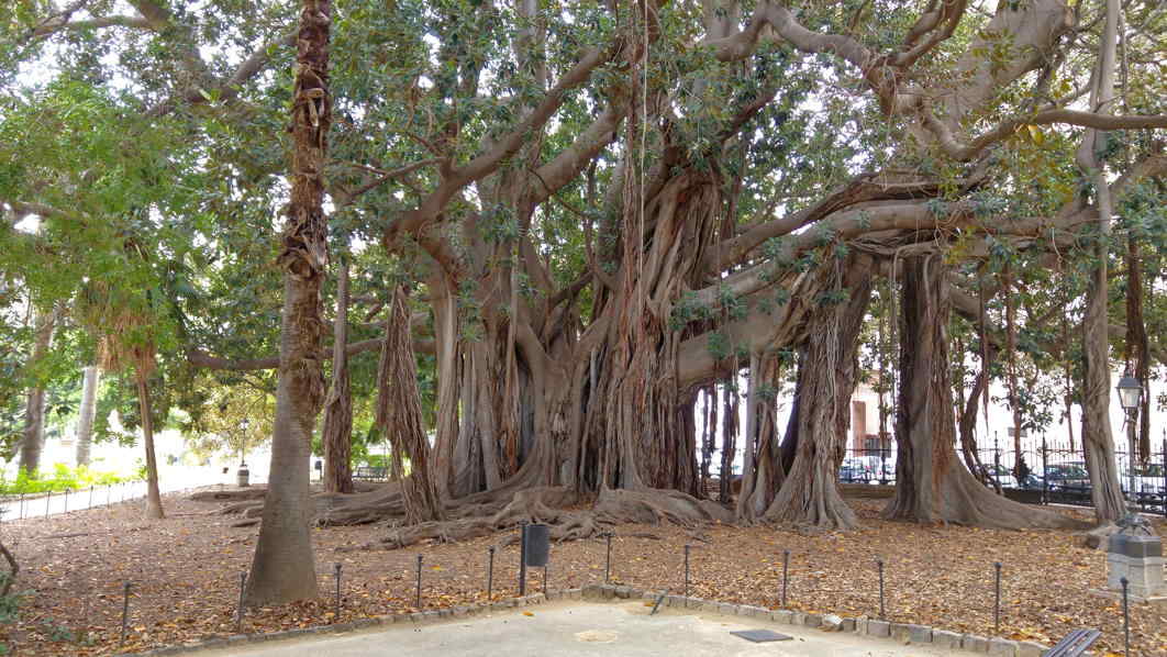 Villa Garibaldi - Ficus macrophylla