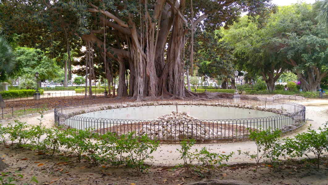 Villa Garibaldi - el ficus y la fuente seca dl centro del jardín