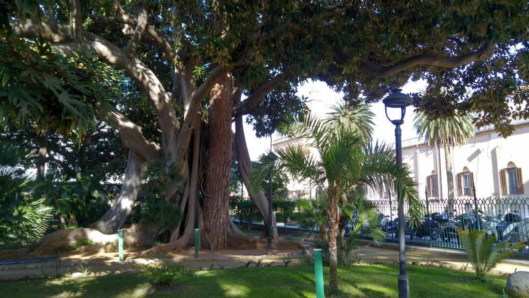Palacio de los Normandos - Ficus unido a Pino en el Jardín del Palacio
